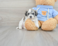 8 week old Havachon Puppy For Sale - Premier Pups