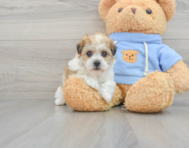 5 week old Havachon Puppy For Sale - Premier Pups