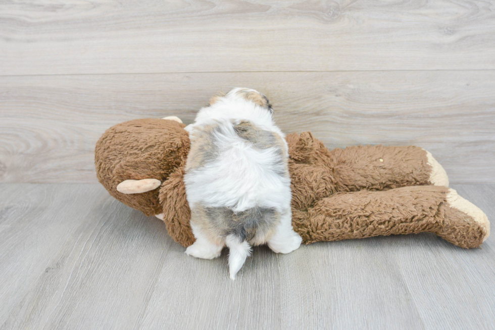 Havachon Puppy for Adoption
