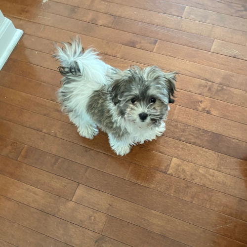 Small Havachon puppy on a wooden floor