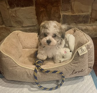 small havachon puppy sitting on a dog bed