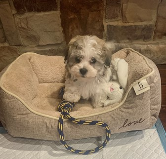 Cute Havachon puppy Cute Havachon in a puppy bed