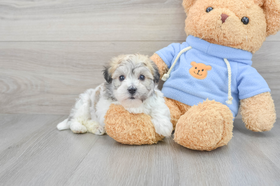 5 week old Havachon Puppy For Sale - Premier Pups