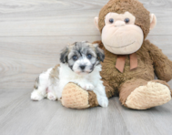 7 week old Havachon Puppy For Sale - Premier Pups