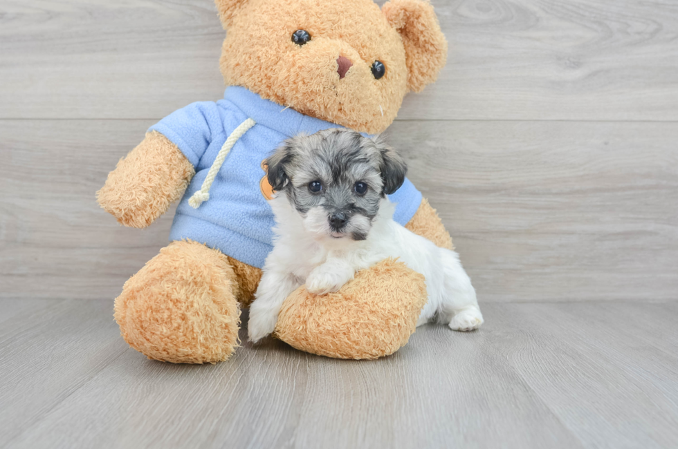 5 week old Havachon Puppy For Sale - Premier Pups
