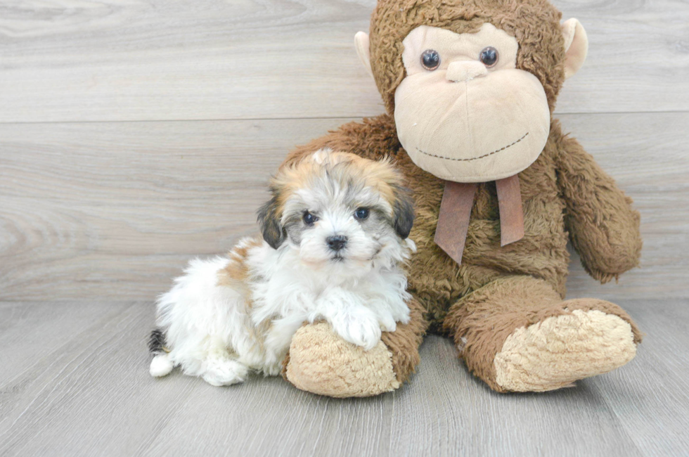 7 week old Havachon Puppy For Sale - Premier Pups