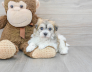 7 week old Havachon Puppy For Sale - Premier Pups