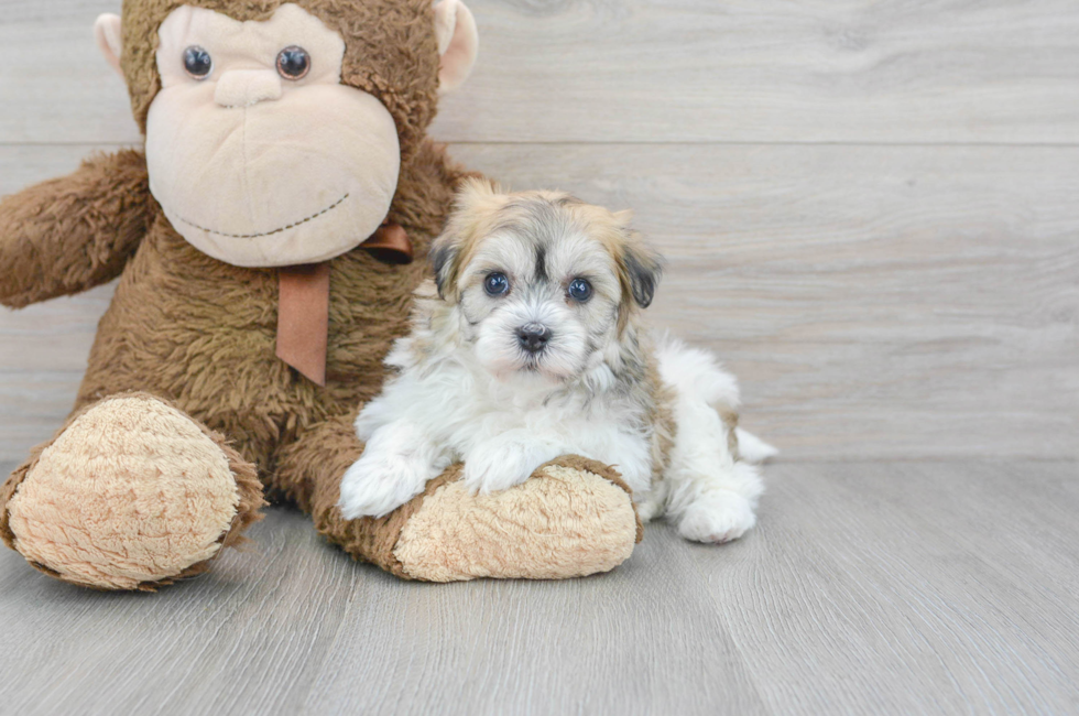 7 week old Havachon Puppy For Sale - Premier Pups