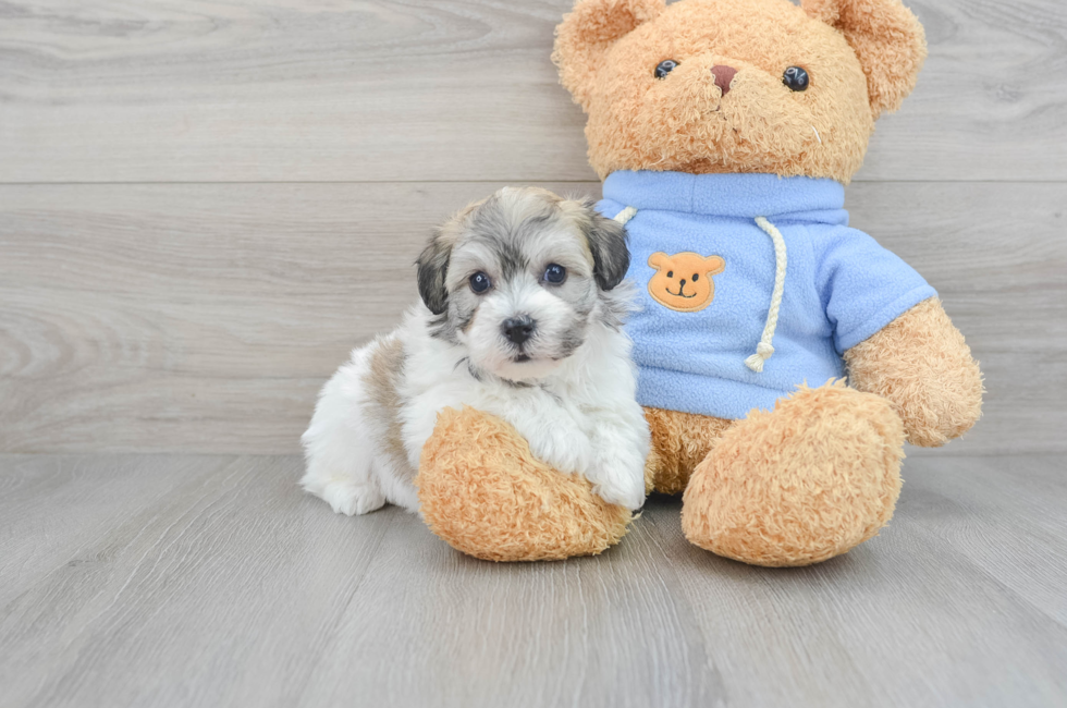 5 week old Havachon Puppy For Sale - Premier Pups