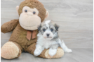 Havachon Pup Being Cute