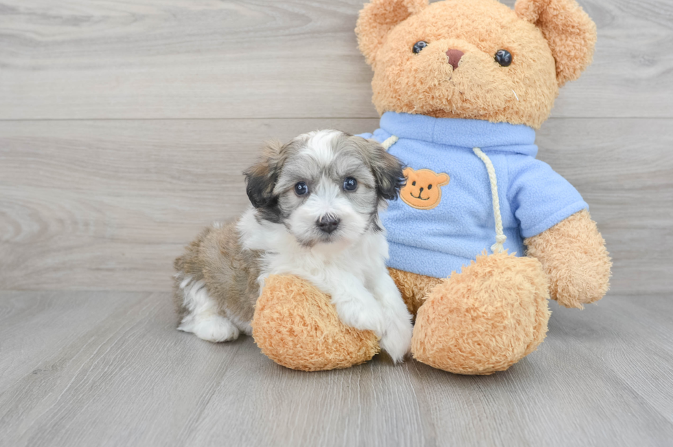 5 week old Havachon Puppy For Sale - Premier Pups