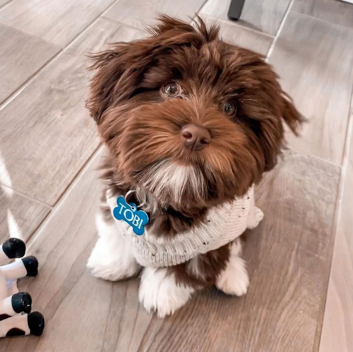 Red Havanese dog with white markings on paws and chin