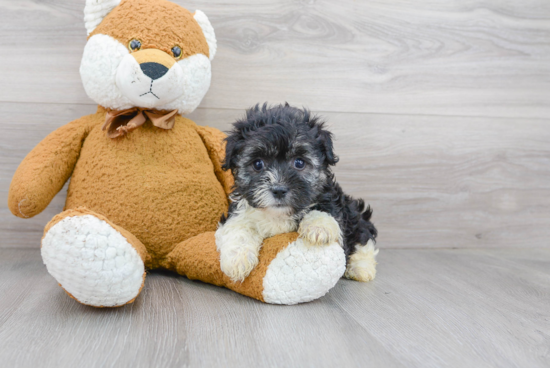 Popular Havanese Purebred Pup