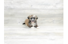 Meet Abraham - our Havanese Puppy Photo 3/4 - Premier Pups
