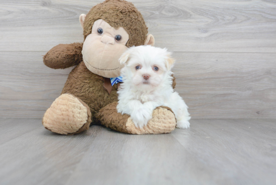 Havanese Pup Being Cute