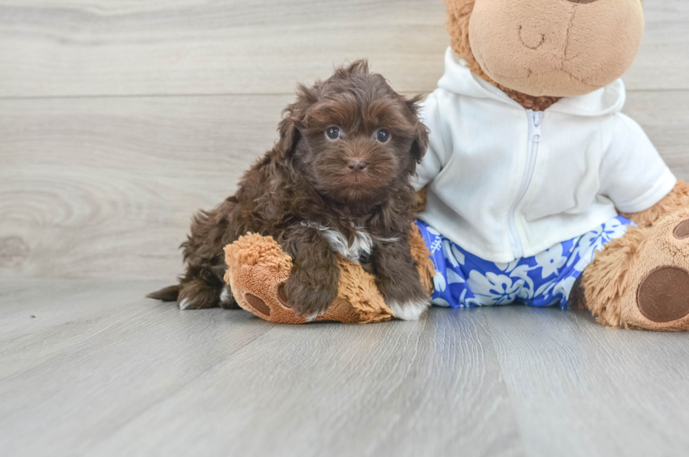 5 week old Havanese Puppy For Sale - Premier Pups