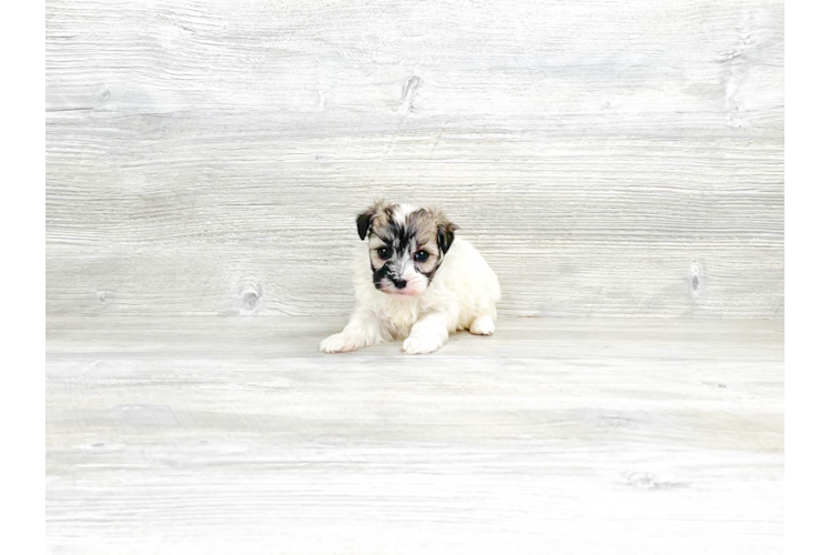 Meet Amira - our Havanese Puppy Photo 3/4 - Premier Pups