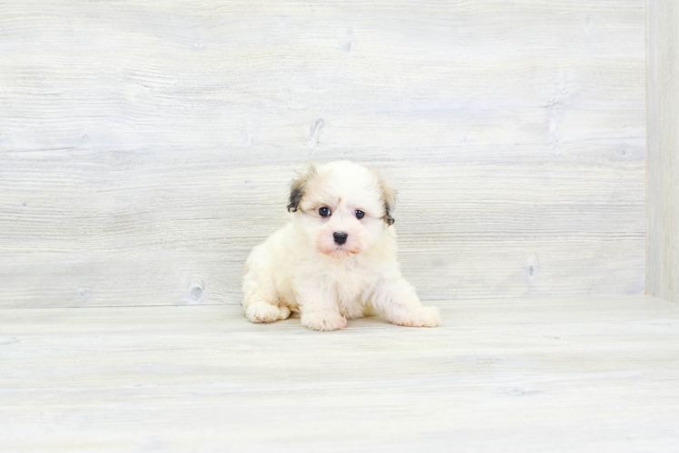 Meet Amira - our Havanese Puppy Photo 1/4 - Premier Pups