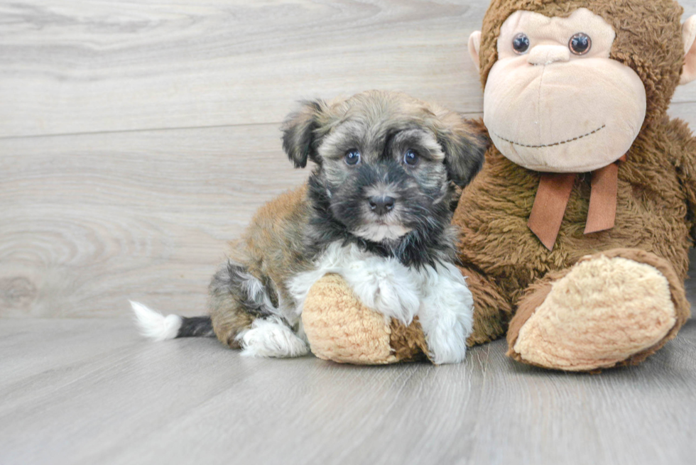 Playful Havanese Purebred Pup
