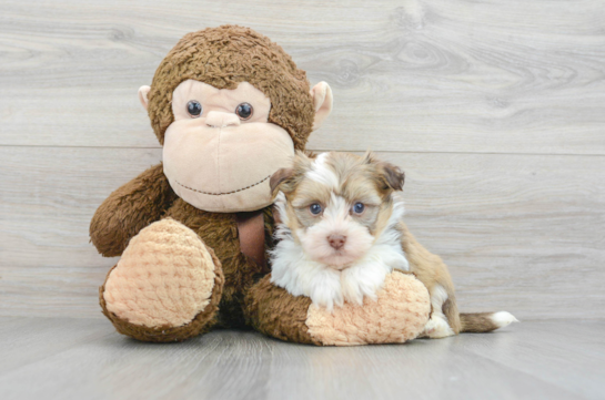 Havanese Puppy for Adoption
