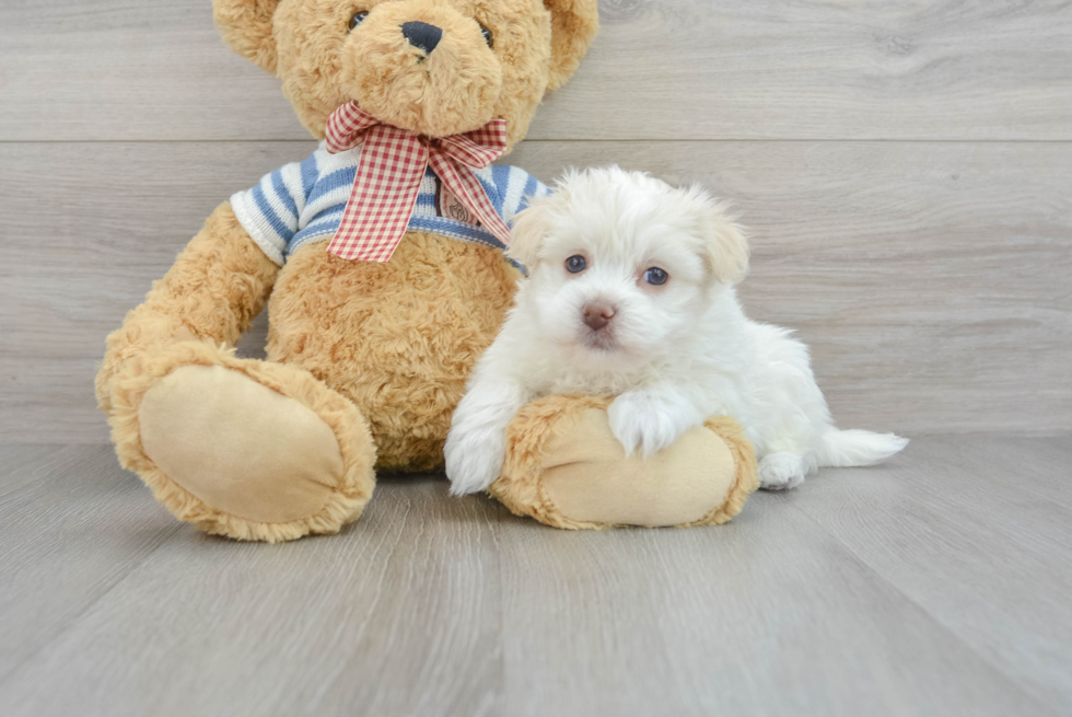 Havanese Bev 2lb 2oz Purebred Puppy