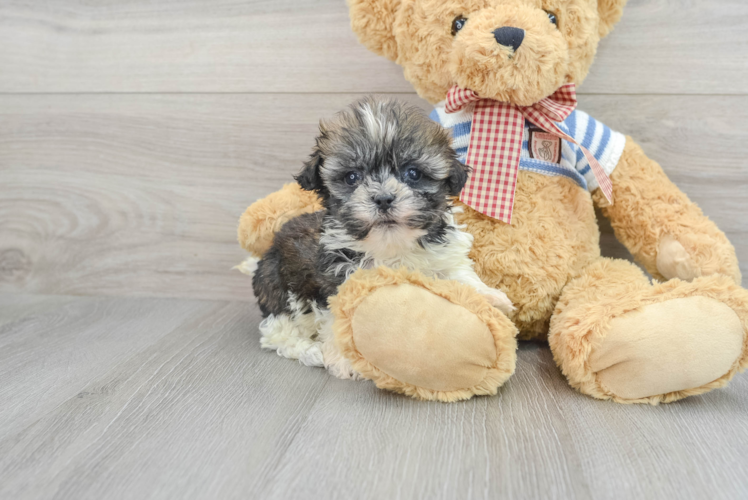 Playful Havanese Baby