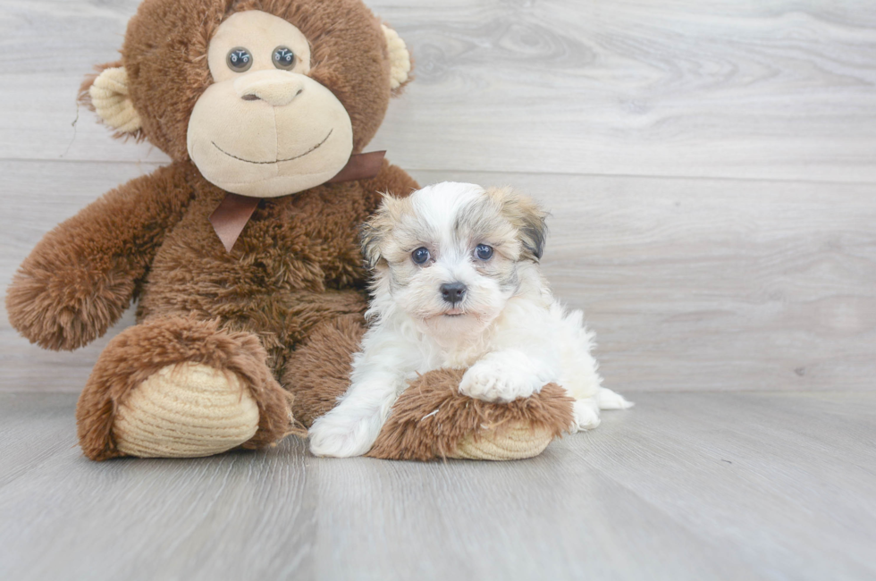 Havanese Puppies For Sale