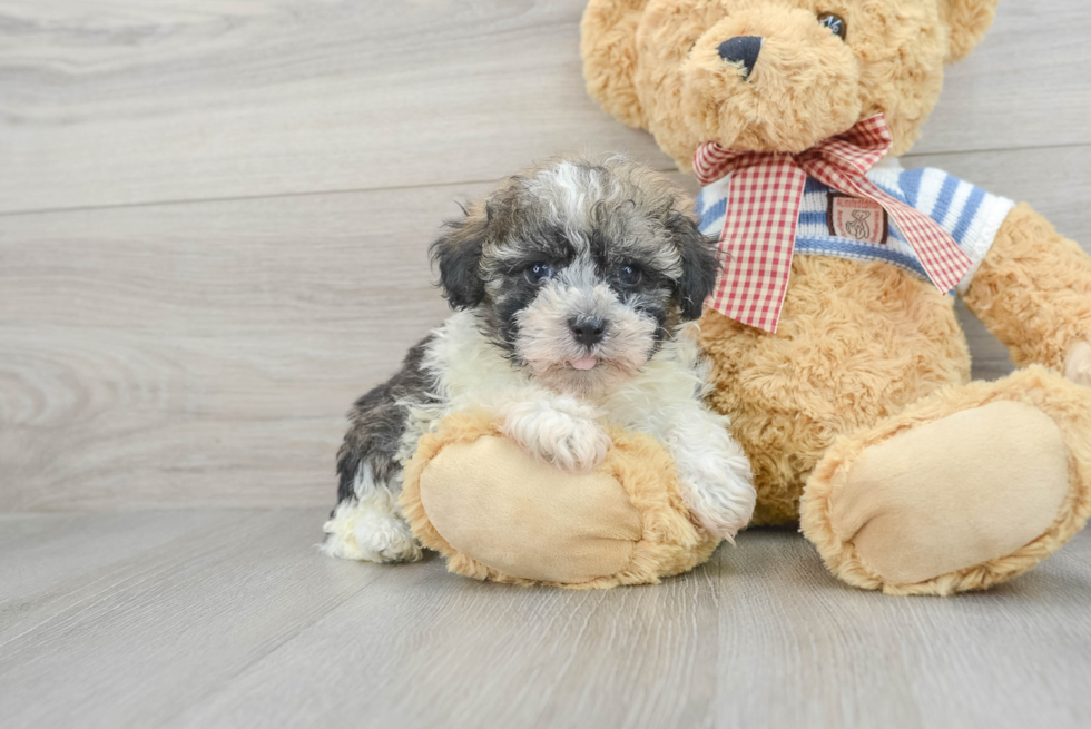 Funny Havanese Baby