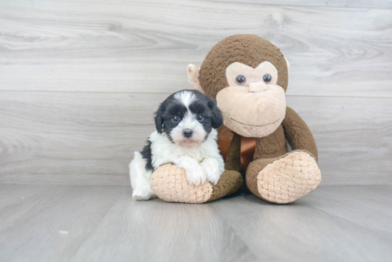 Best Havanese Baby