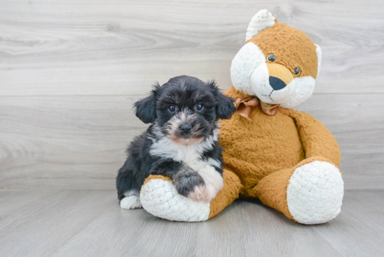 Best Havanese Baby