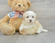 6 week old Havanese Puppy For Sale - Premier Pups