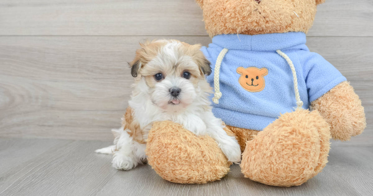 Cute Havanese Catalina 2lb 3oz Purebred Puppy