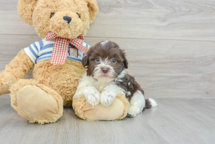 Havanese Pup Being Cute