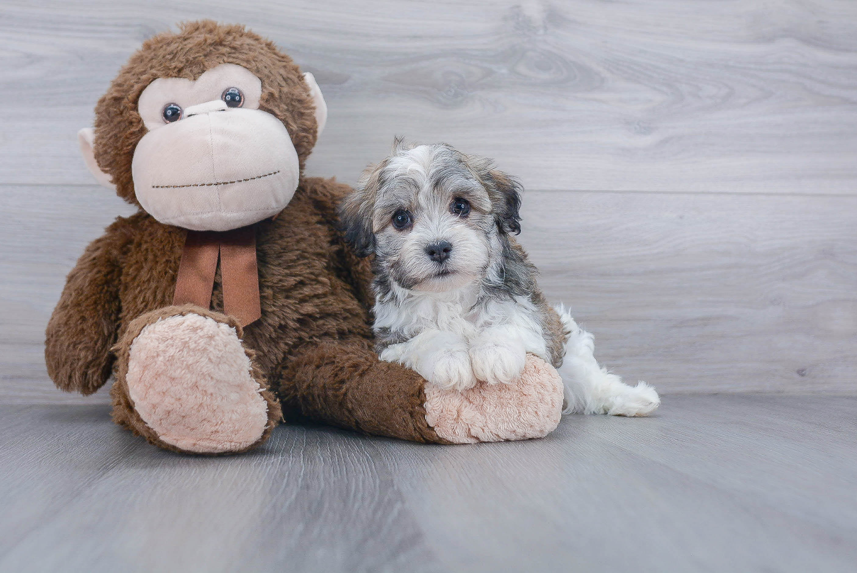 premier havanese