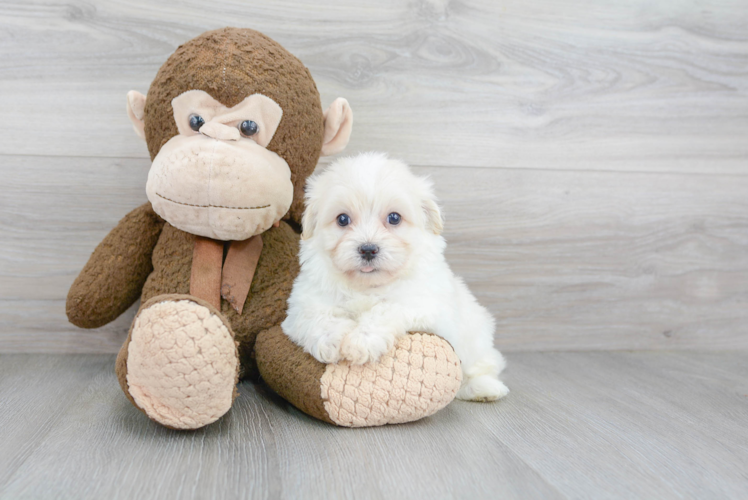 Meet Chewy - our Havanese Puppy Photo 1/3 - Premier Pups