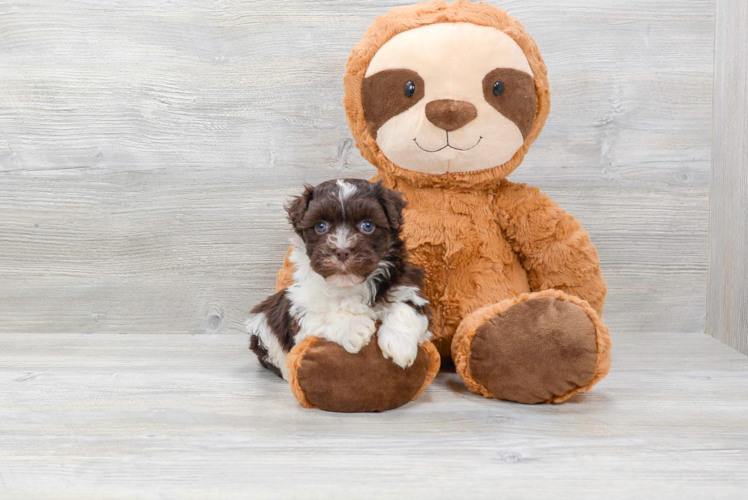 Meet Chewy - our Havanese Puppy Photo 1/4 - Premier Pups