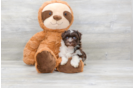 Meet Chewy - our Havanese Puppy Photo 2/4 - Premier Pups