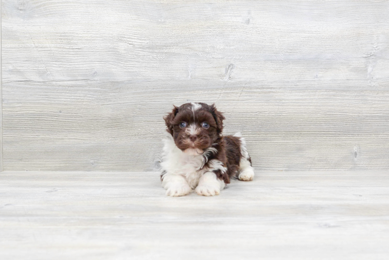 Meet Chewy - our Havanese Puppy Photo 3/4 - Premier Pups