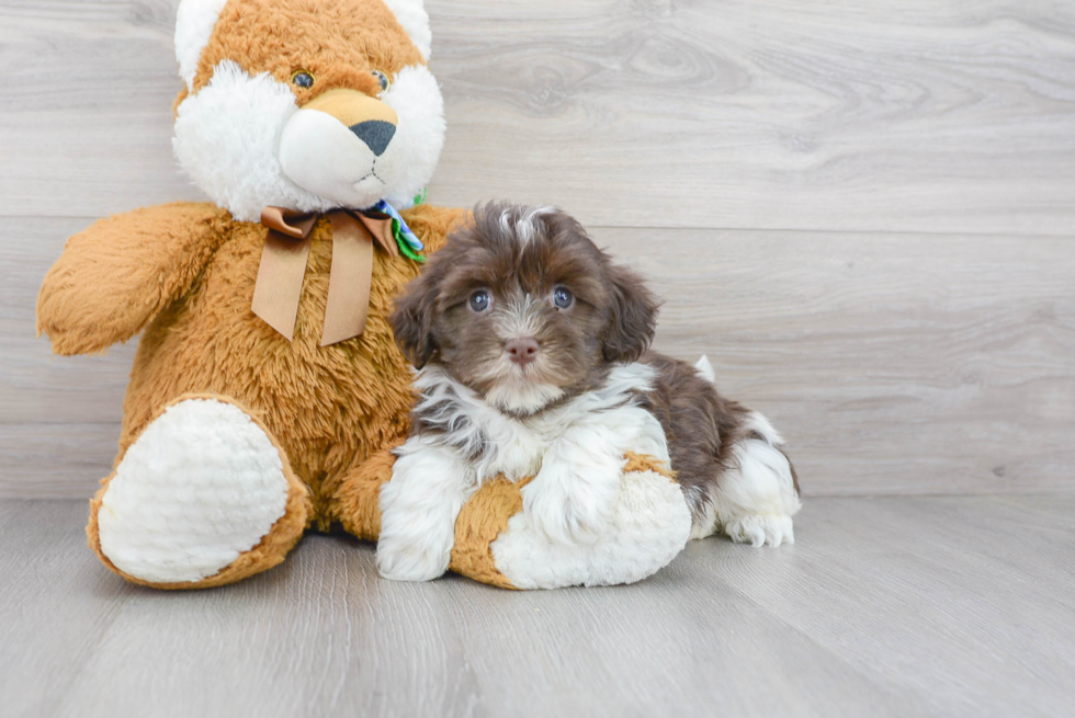 Meet Chewy - our Havanese Puppy Photo 1/3 - Premier Pups