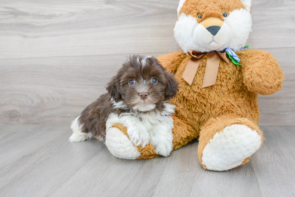 Meet Chewy - our Havanese Puppy Photo 2/3 - Premier Pups