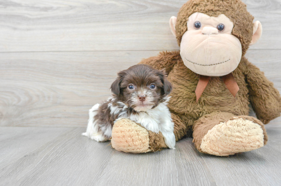 6 week old Havanese Puppy For Sale - Premier Pups