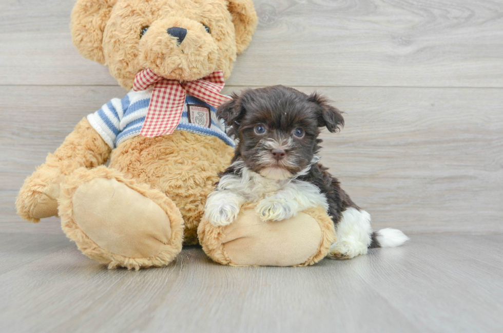 6 week old Havanese Puppy For Sale - Premier Pups