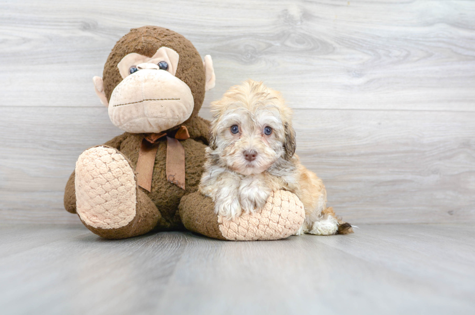 Havanese Puppies for Sale