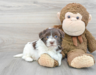 6 week old Havanese Puppy For Sale - Premier Pups