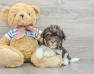 7 week old Havanese Puppy For Sale - Premier Pups