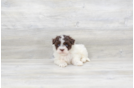 Meet Cuba - our Havanese Puppy Photo 3/4 - Premier Pups