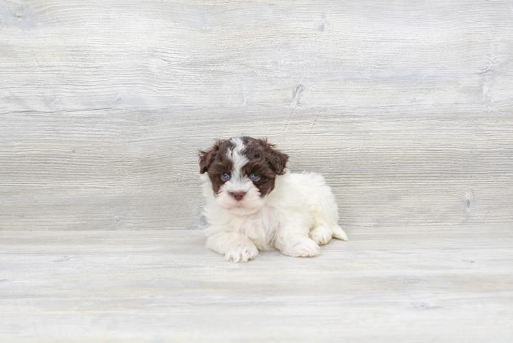 Meet Cuba - our Havanese Puppy Photo 3/4 - Premier Pups
