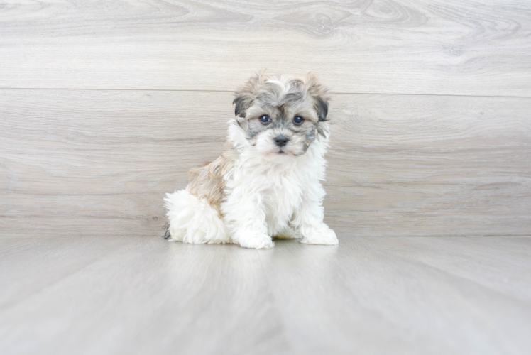 Meet Dewey - our Havanese Puppy Photo 1/5 - Premier Pups