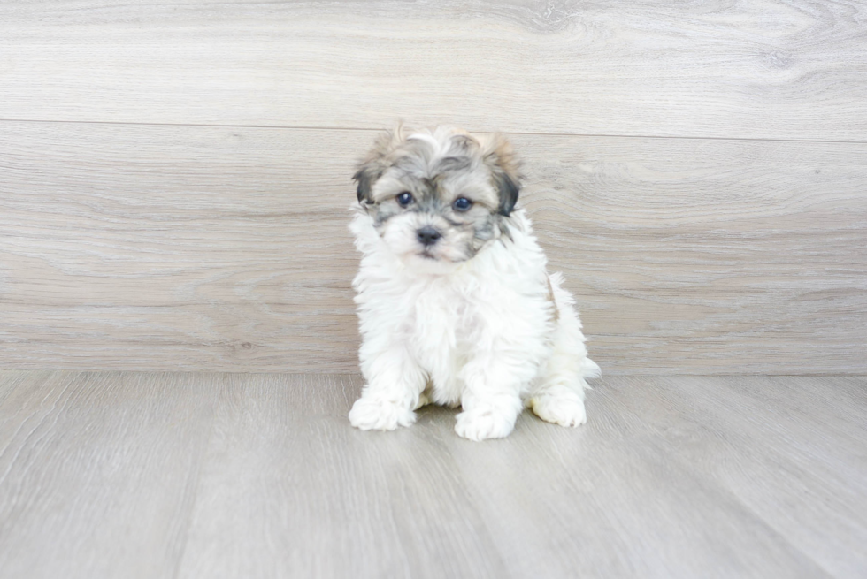Meet Dewey - our Havanese Puppy Photo 4/5 - Premier Pups