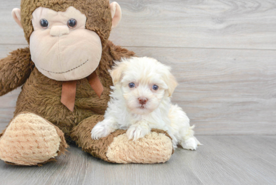 Best Havanese Baby